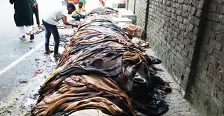 কোরবানির পর কাঁচা চামড়া সংগ্রহ শুরু
